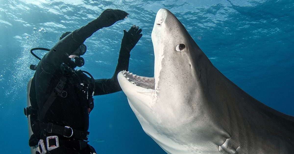 Sharks in the Bahamas Test Positive for Cocaine, Caffeine, and Painkillers