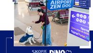 Skopski aerodrom ima novog člana tima – upoznajte Dina, terapeuta na četiri noge!