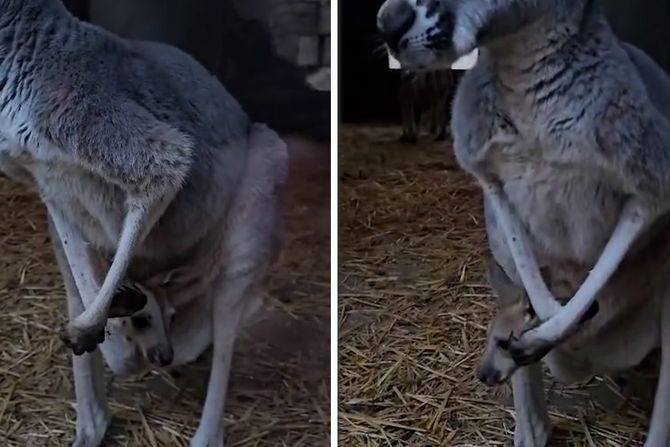 Prinova Beo Zoo vrt mladunče kengura