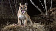 Čak i ovi opasni predatori se sklanjaju od ljudi: Promenili navike da izbegnu bicikliste, planinare, trkače...