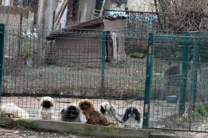 Hapšenje ilegalno nelegalno odgajanje i prodaja skupocenih rasa pasa psi ljubimci Kruševac