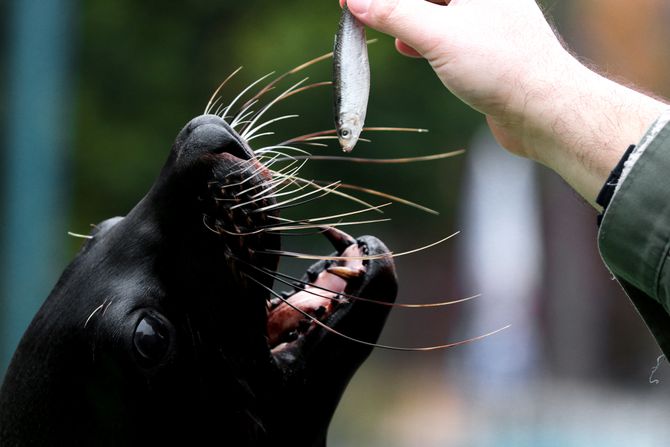 Hranjenje foke Berta u Beo Zoo vrtu