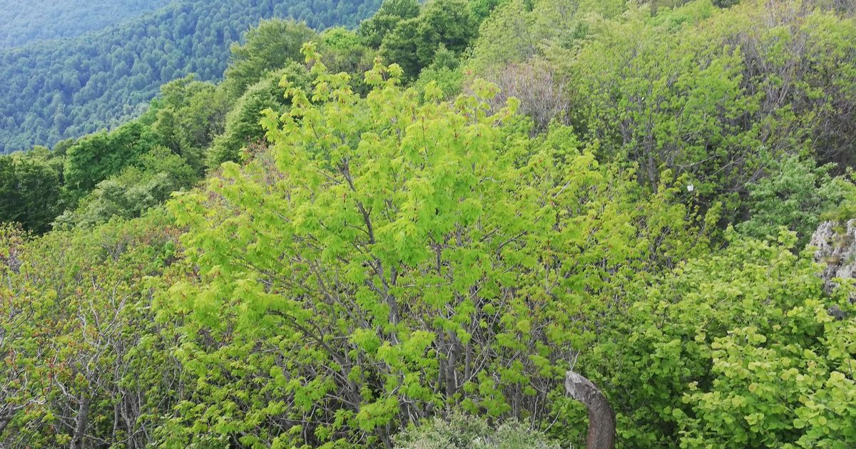 99 odsto ove srpske planine je pod šumom: Zovu je 