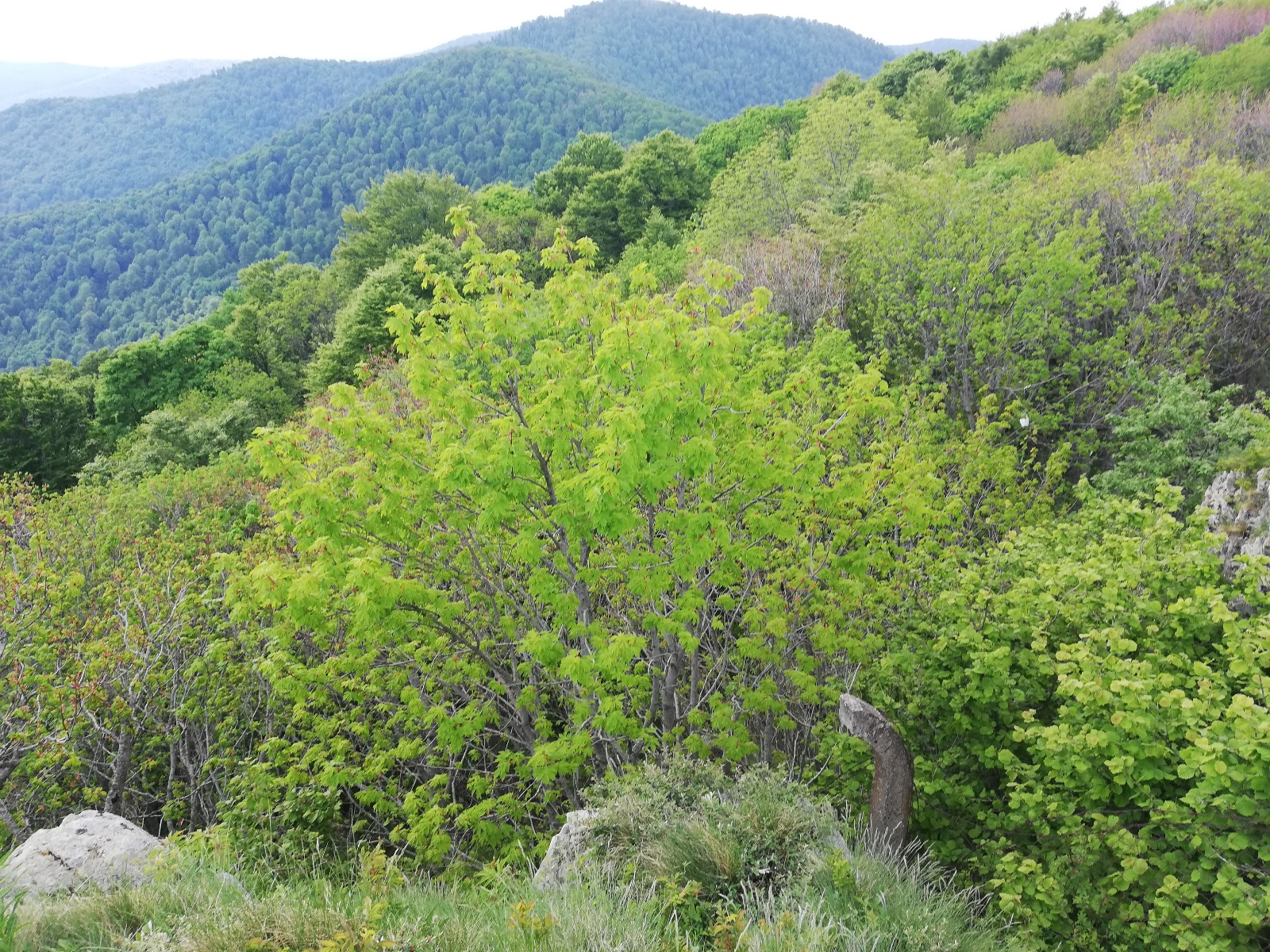 99 odsto ove srpske planine je pod šumom: Zovu je "plava planina" zbog brojnih izvora vode