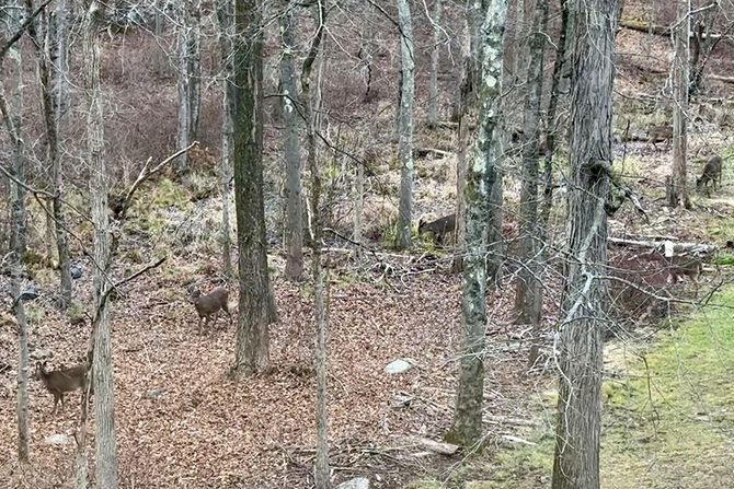 mozgalica, jeleni mozgalica, jeleni