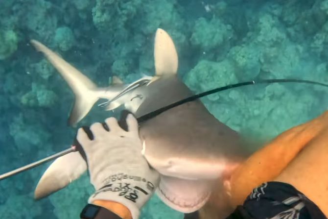 Napad ajkula Napad ajkula