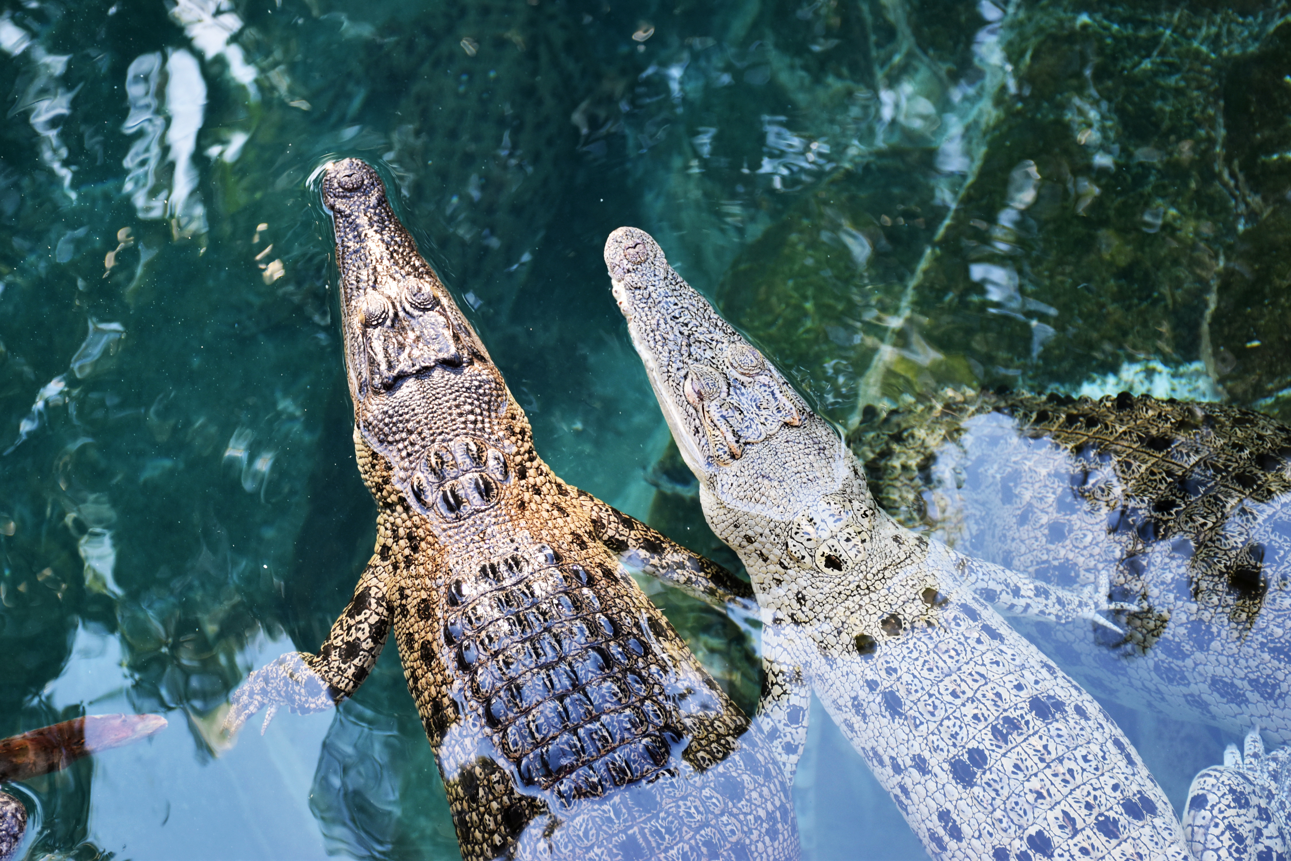 Potresna ispovest porodice dečaka koji je bačen u kavez sa krokodilima: "Živimo u bolnici već dve nedelje"