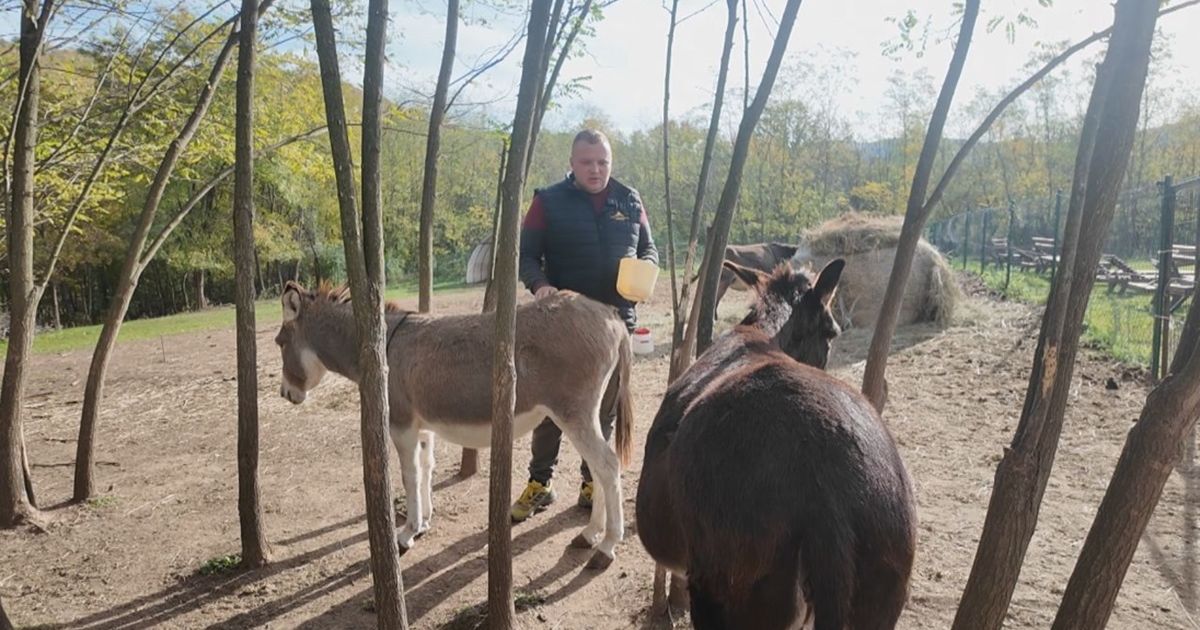 Miloš ima farmu magarica: Litar mleka košta 6.000 dinara, pakuje se po 100 ml, a sir je tek basnoslovno skup