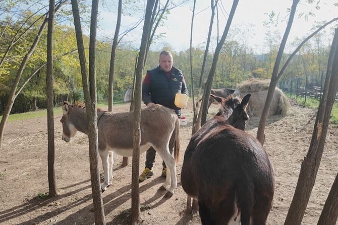 Farma magarica, selo Sisevac kod Paraćina, Miloš Ivković