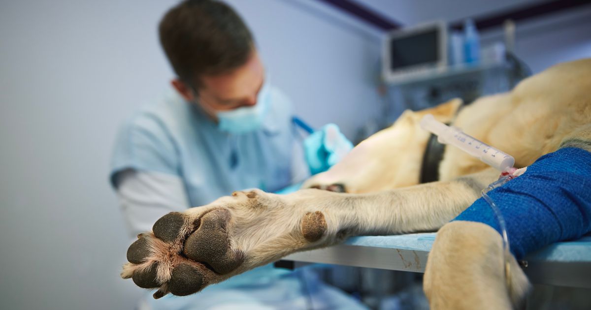 Kada je kućnim ljubimcima potreban hitan veterinarski pregled: Ovo su znaci i stanja za trenutna delovanja