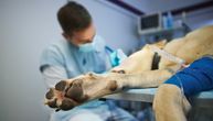 Kada je kućnim ljubimcima potreban hitan veterinarski pregled: Ovo su znaci i stanja za trenutna delovanja