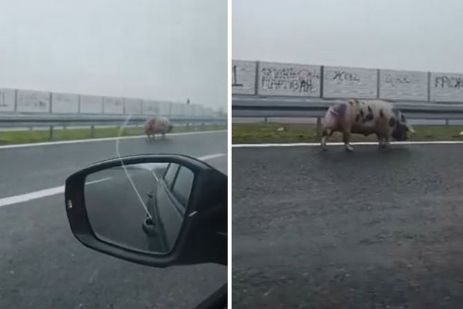 Svinja šeta autoputem Banjaluka – Gradiška