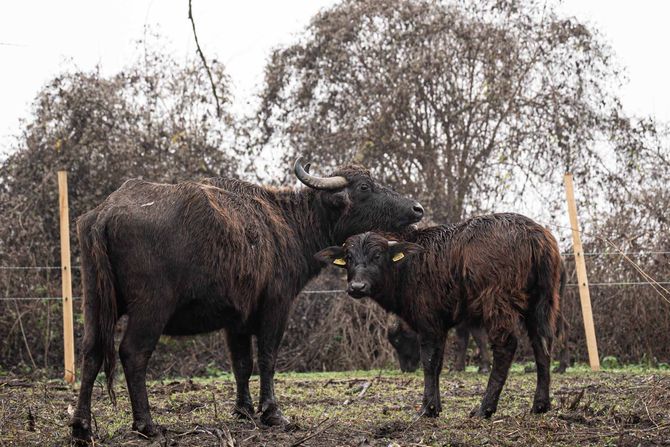 obedska bara biodiverzitet bivoli