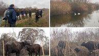 Moćne životinje stigle na Obedsku baru: Sada je pred njima važan zadatak