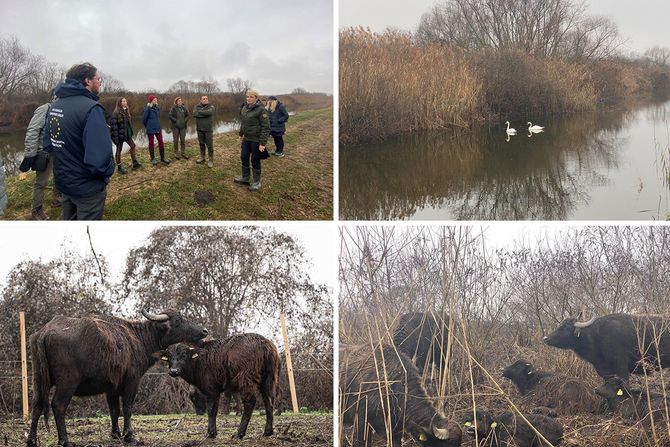 obedska bara biodiverzitet bivoli