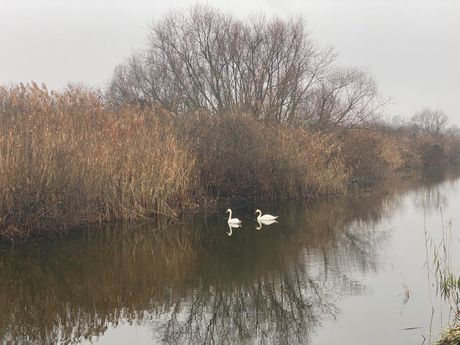 obedska bara biodiverzitet bivoli obedska bara biodiverzitet bivoli