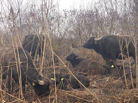 obedska bara biodiverzitet bivoli