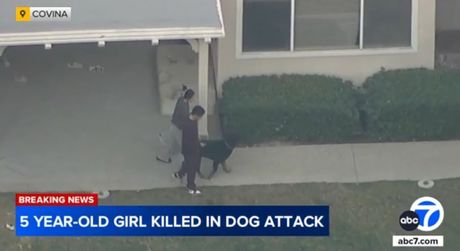 Psi ubili devojčicu, Kalifornija Psi ubili devojčicu, Kalifornija