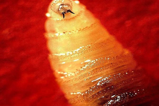 larva Cochliomyia hominivorax, šraf-crv, screwworm