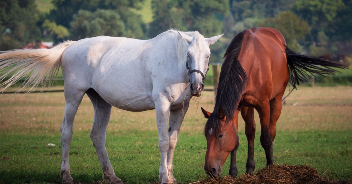 Uginulo pet konja na kragujevačkom hipodromu: Sumnja se da je ovo uzrok