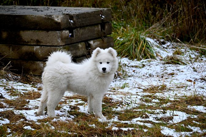 Pas samojed