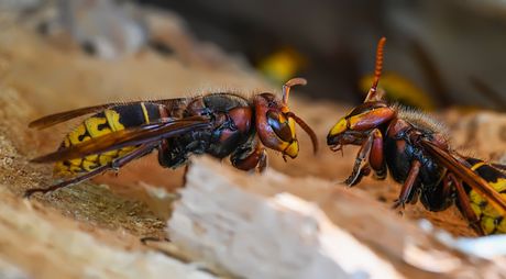 stršljeni stršljeni