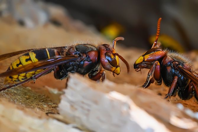 stršljeni stršljeni