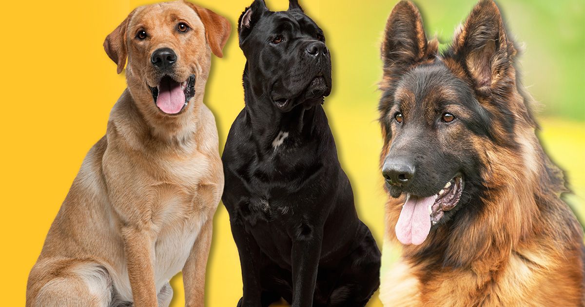 Jedan od tri psa sa slike omiljena rasa čuvenog bihejvioriste ...