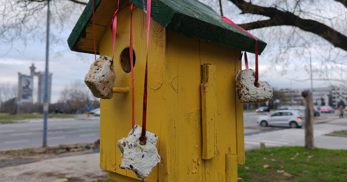 Anonimni ljubitelj ptica novobeogradskim vrapcima priredio iznenađenje i raznežio Beograđane