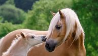 Vlasnik ste kobile koja je imala susret sa pastuvom: Ovo su pouzdani znaci da ždrebe uskoro stiže