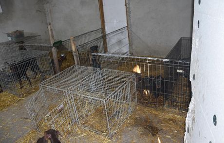Zlostavljanje životinja psi pas Kraljevo hapšenje Zlostavljanje životinja psi pas Kraljevo hapšenje