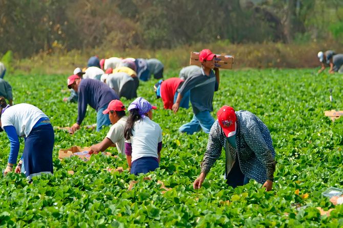 migranti radnici farma