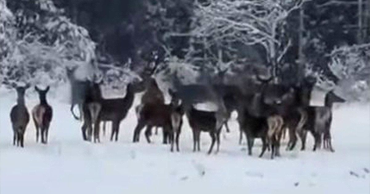 Zlatiborska divljina u belom ruhu: Prolaznik naišao na družinu srna, ovakav prizor se viđa samo u filmovima