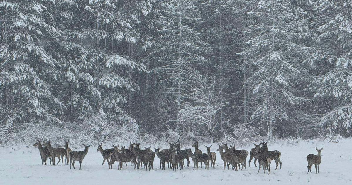 Sneg "trpa", a oni poziraju: Prelep prizor jelena na Zlatiboru krije i svoju drugu stranu - meštani znaju