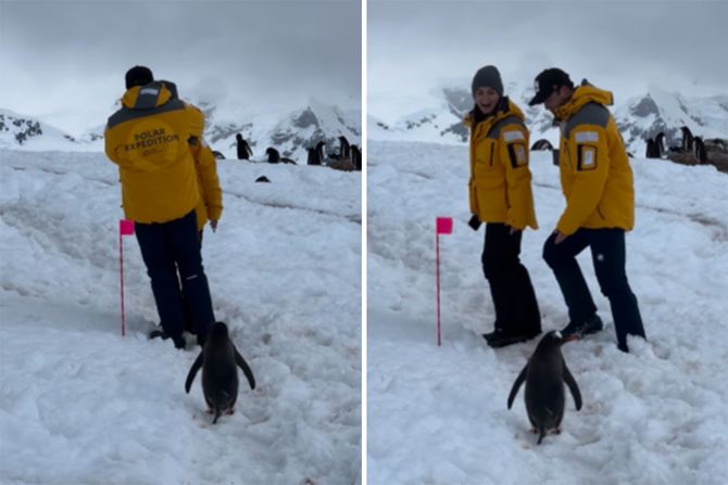 Selfi pingvin Selfi pingvin