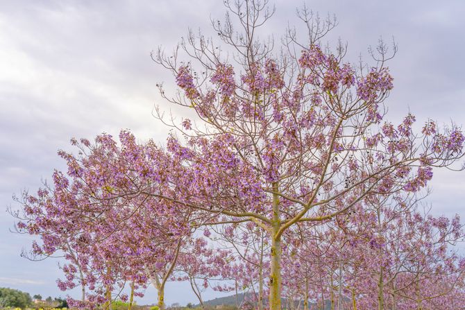 Drvo Paulovnija Paulownia