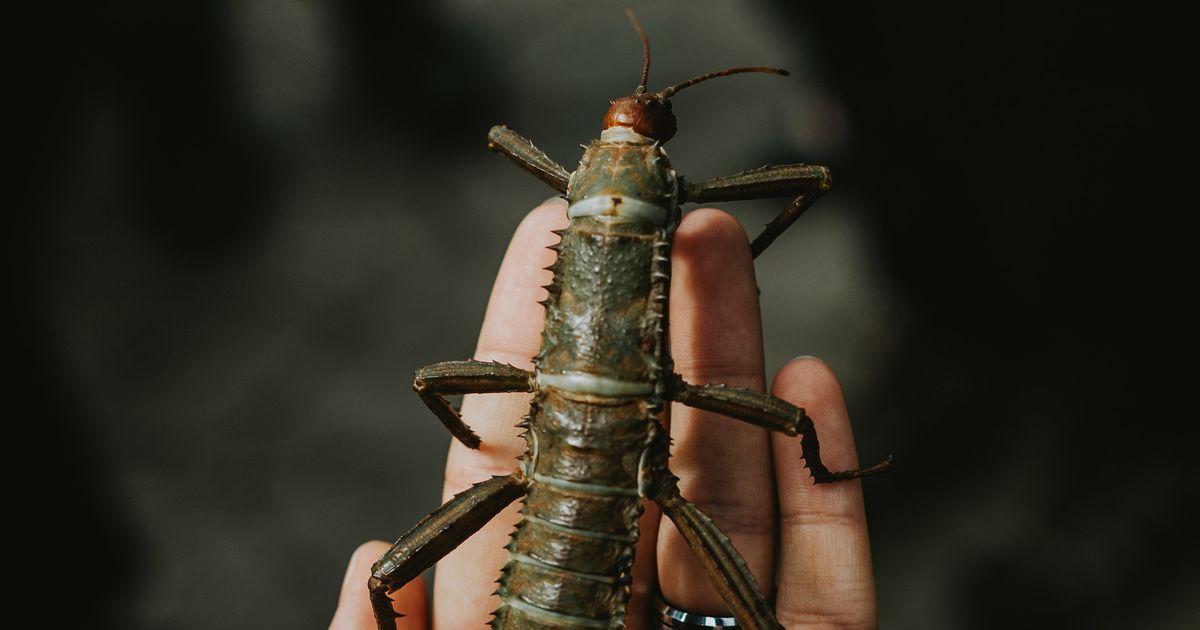 Sve zbog kamuflaže: Ova stvorenja i dalje evoluiraju kako bi „nestala“ u drveću