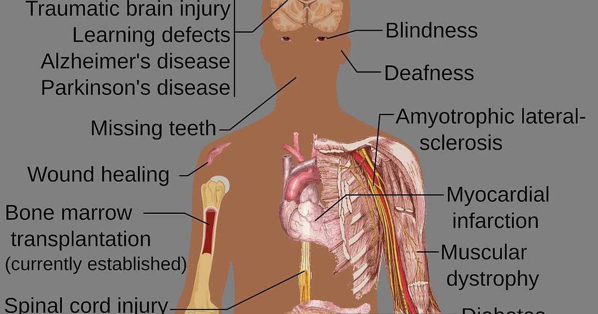 Matične ćelije na putu u kliniku – uskoro tretmani za kancer, dijabetes i Parkinsonovu bolest