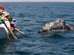 San Ignacio, Meksiko, kitovi