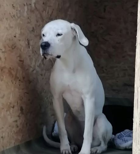 Dogo argentino u azilu Dogo argentino u azilu