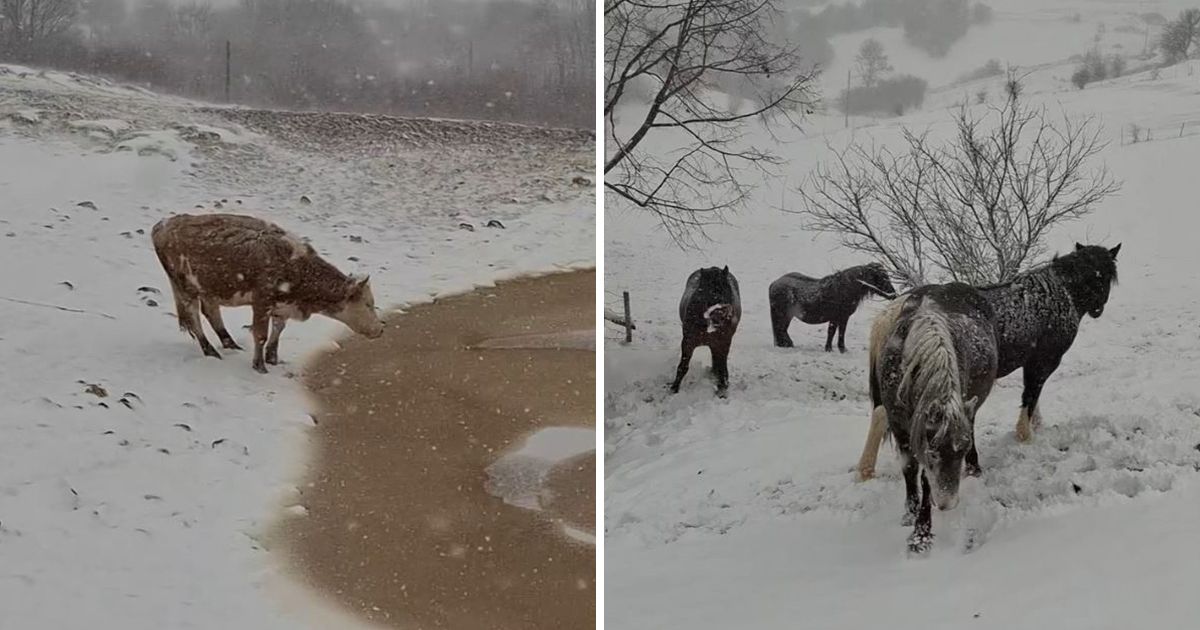 Na Pešteri, pokrivenoj snegom, uživaju konji i krave: Sa uzvišenja ih nadgleda ova zver