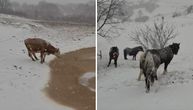 Na Pešteri, pokrivenoj snegom, uživaju konji i krave: Sa uzvišenja ih nadgleda ova zver