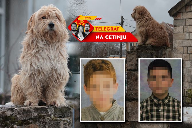 Cetinje, masakr na Cetinju, ubijena deca na Cetinju, Pas Cetinje, masakr na Cetinju, ubijena deca na Cetinju, Pas