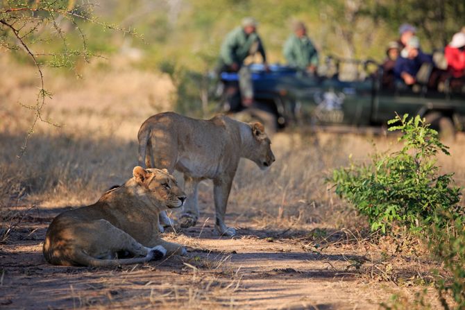 Lavovi, safari Lavovi, safari