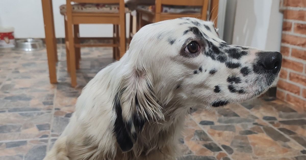 U bloku 70 pronađena ženka engleskog setera: Pas je trenutno na toplom, pomozimo vlasniku da vidi objavu