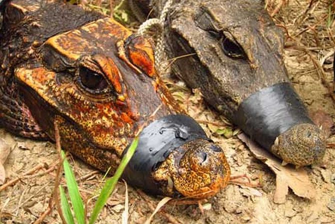 narandžasti pećinski patuljasti krokodil