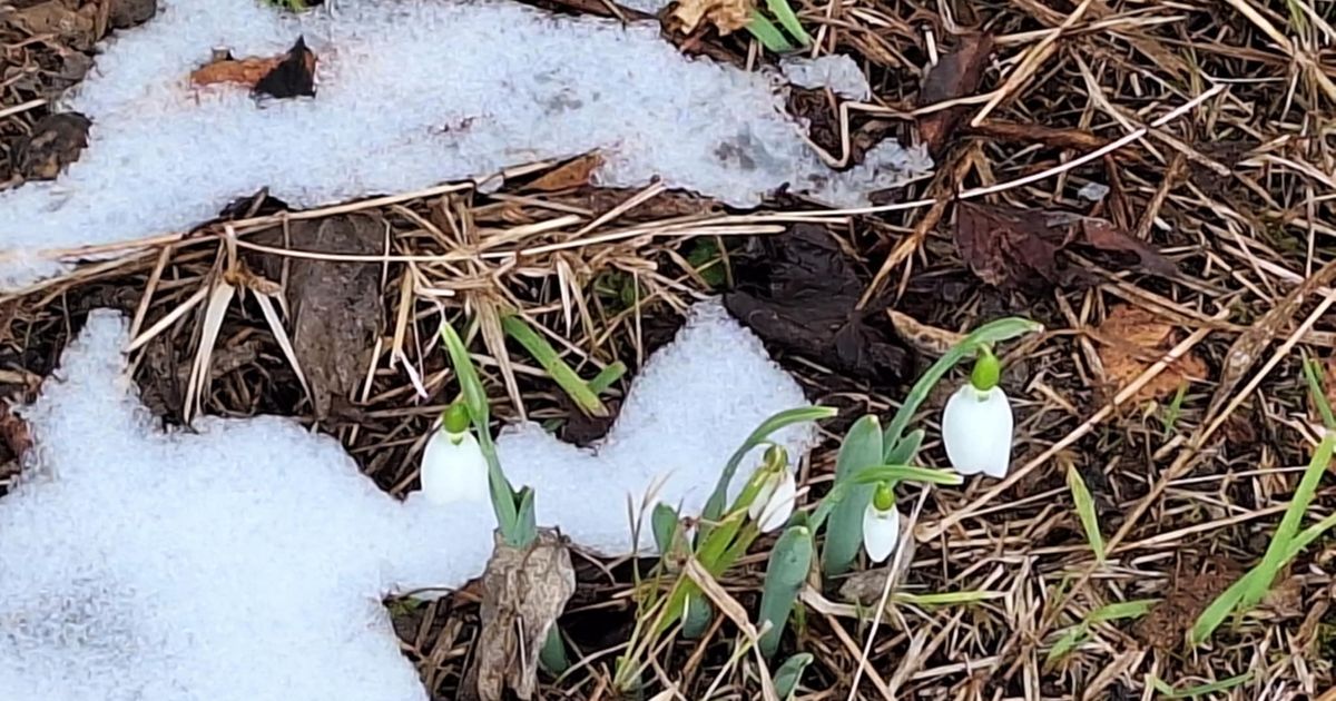 Visibabe procvetale u podnožju Suve planine kad im vreme nije! Botaničari objasnili otkud one početkom januara