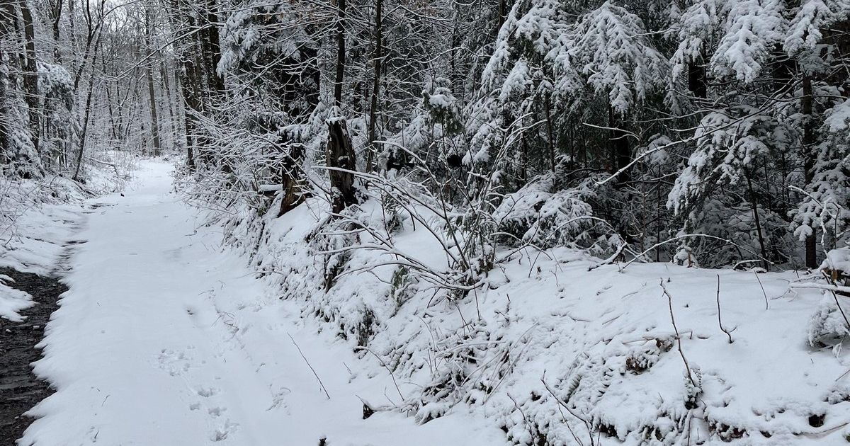 PRAVI IZAZOV Fotografija snežne idile izludela ljude: Pronađite psa koji se sakrio od vlasnika