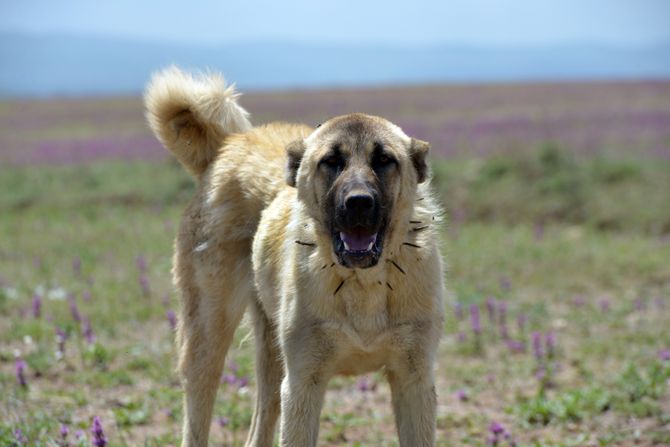 Kangal