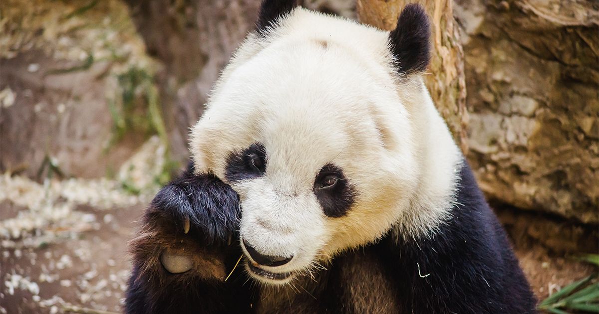 Džinovska panda se drži za glavu nakon što je pogođena flašom: Snimak iz zoo vrta razbesneo javnost